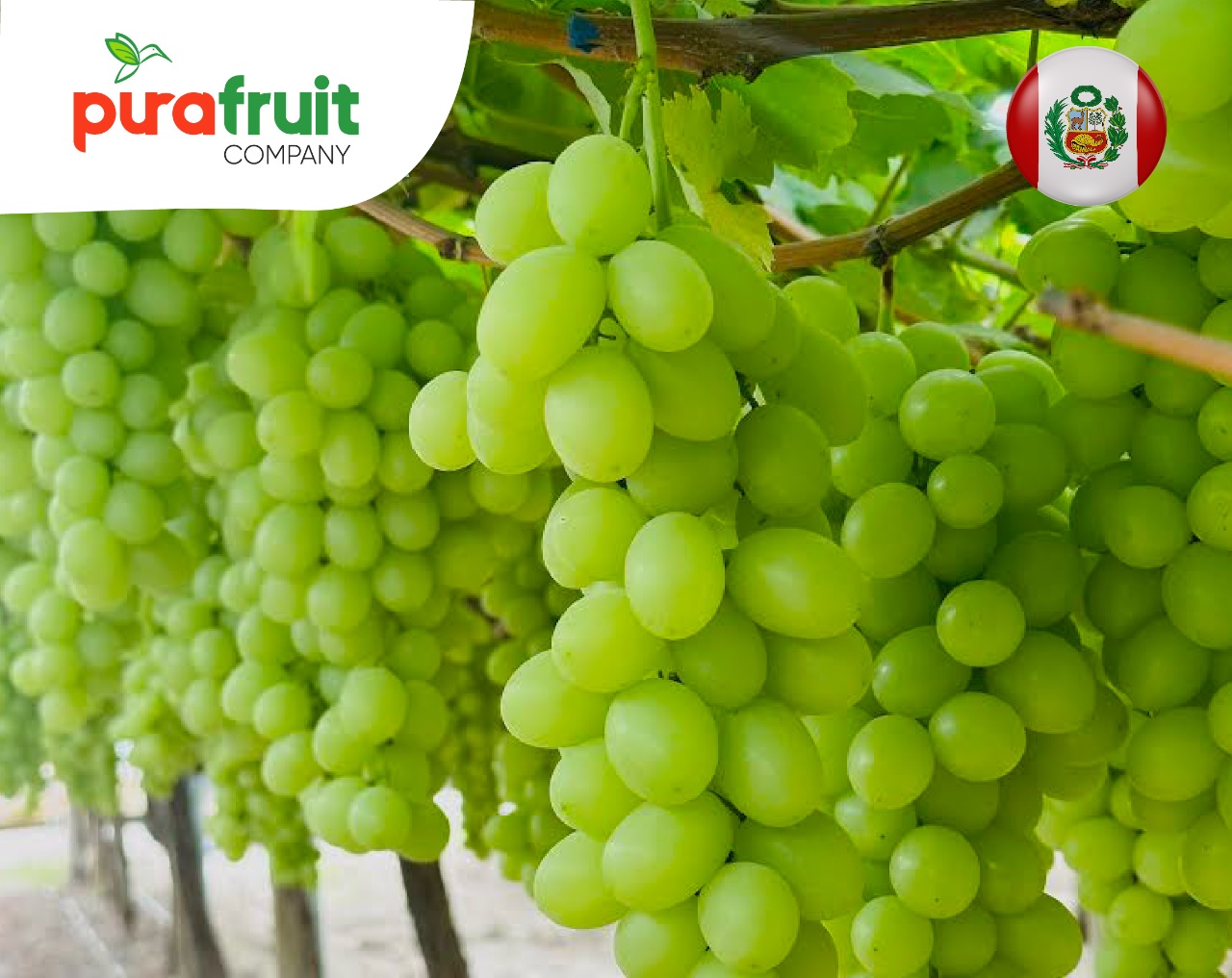 Uva de mesa: BID Invest financia con US$10 millones a Pura Fruit