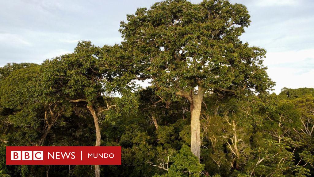 Cambio climático: el sorpresivo hallazgo de que los árboles también absorben metano y qué implica para la lucha contra el calentamiento global - BBC News Mundo