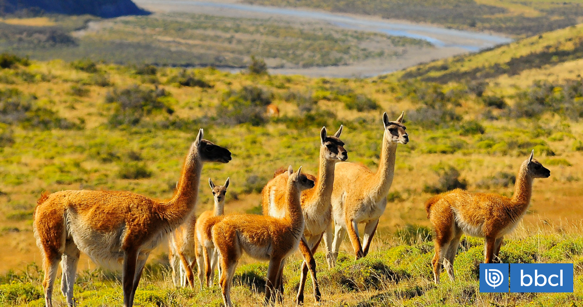 Cómo inversionistas transforman datos en biodiversidad para invertir